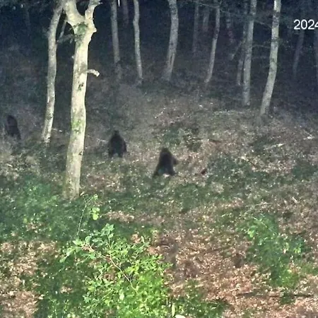 Bear Watching Tiny House Lupeni (Harghita)